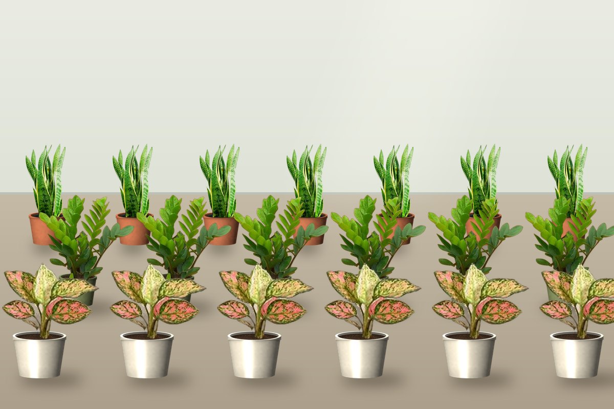 Bulk Plant Procurement