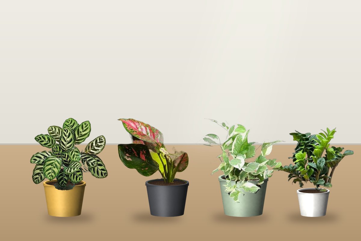 Plant Maintenance
