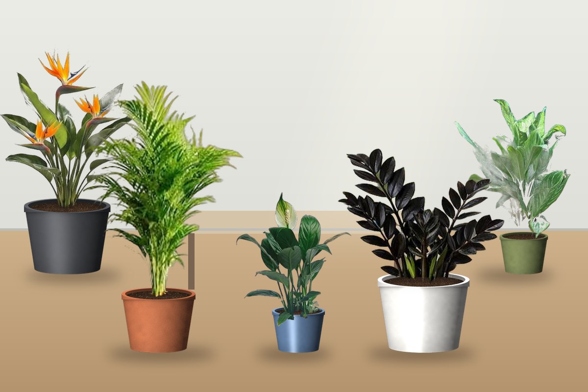 Ad Hoc Plant & Planter Orders