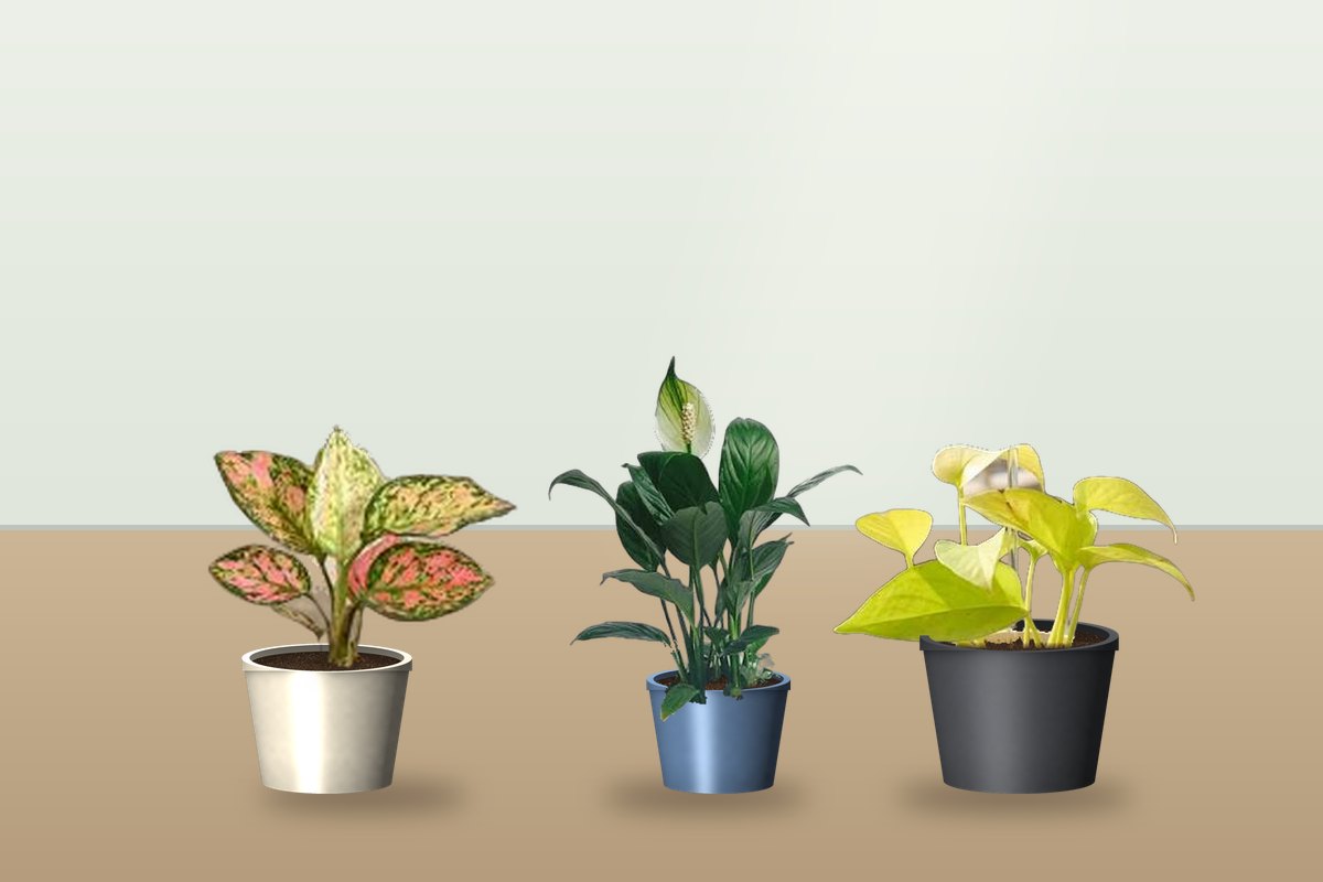 Replacement Plants