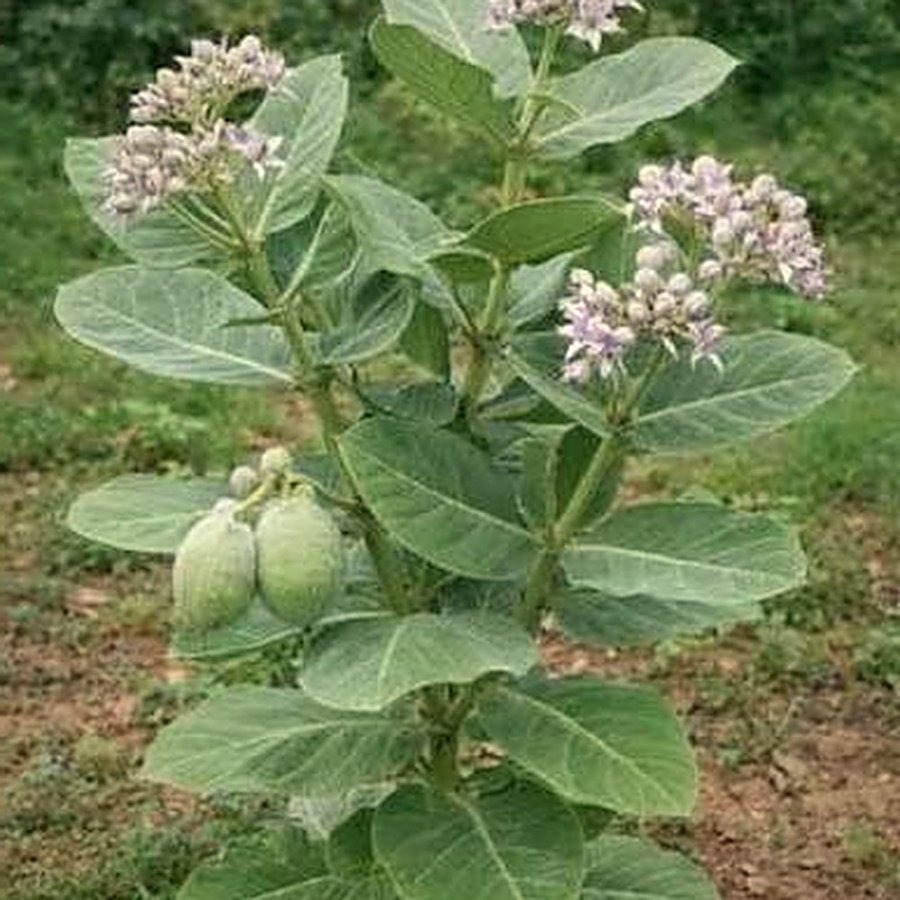 Aak Plant (Madar)