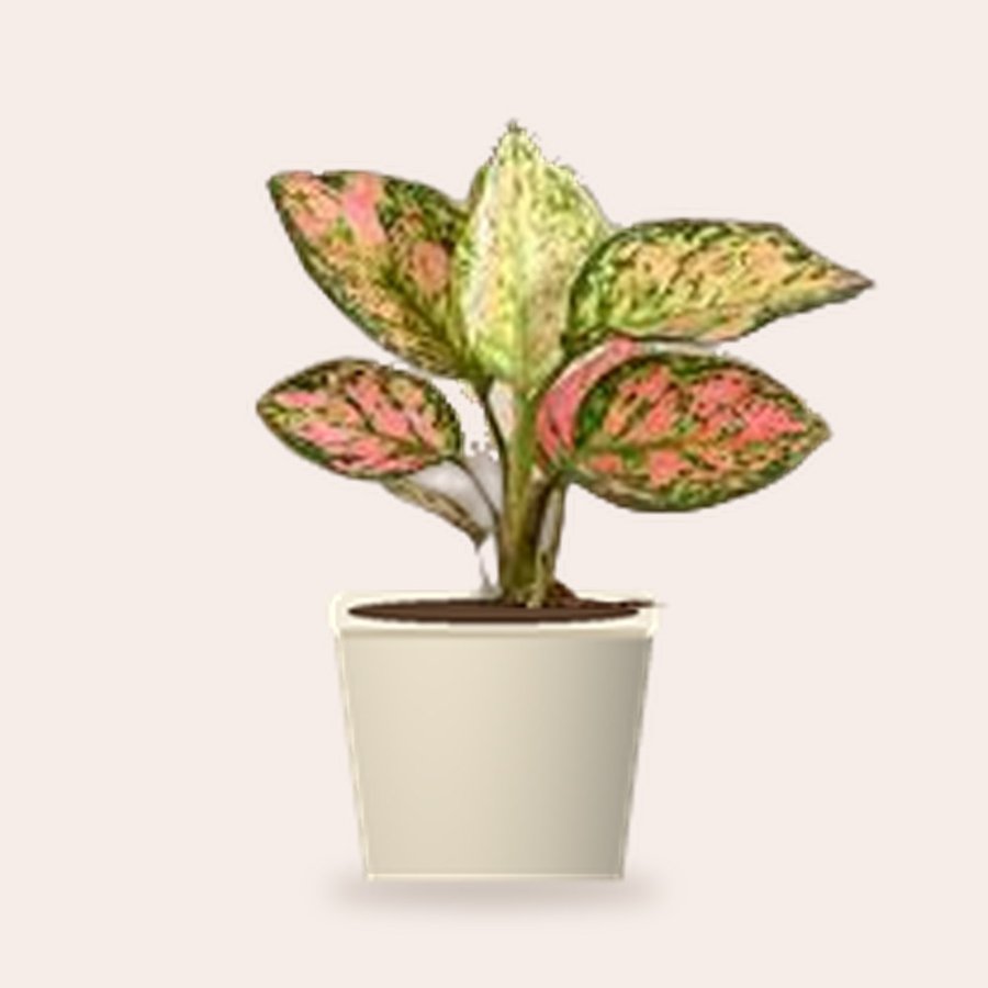 Aglaonema Pink Beauty Plant – Small