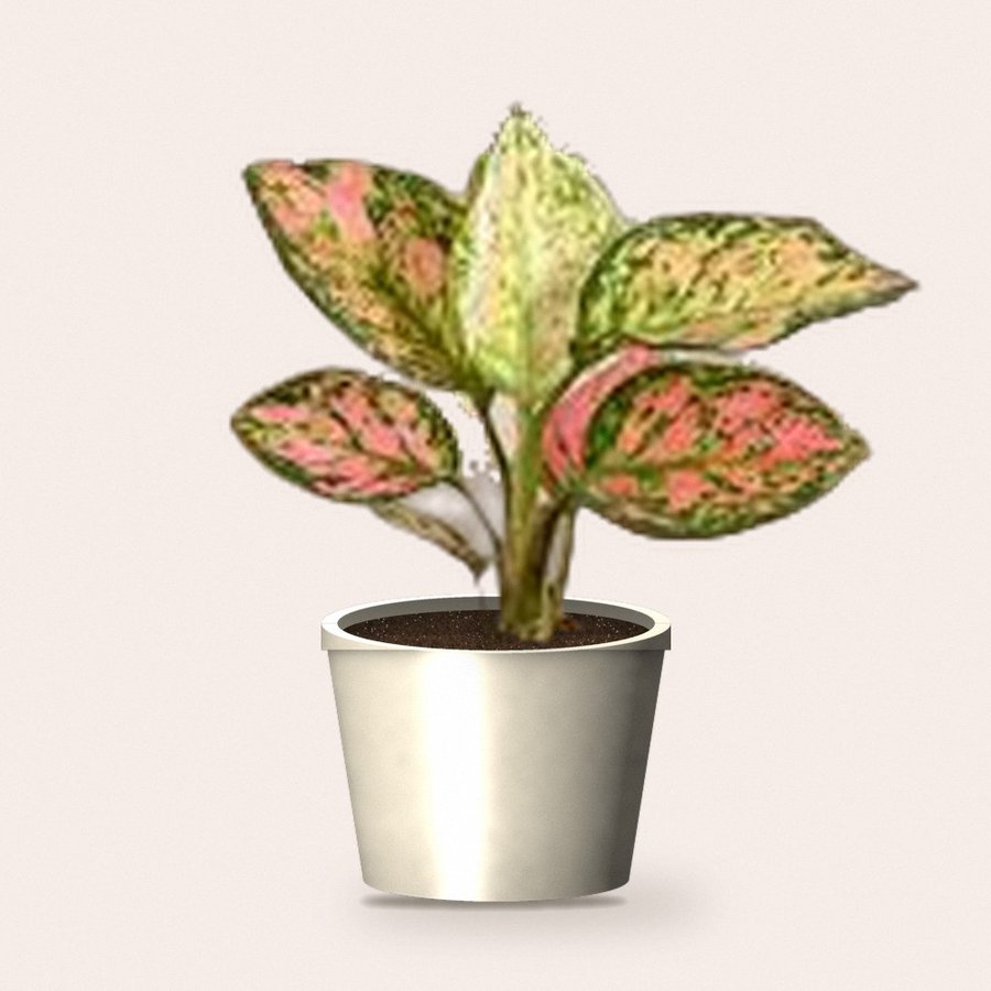 Aglaonema Pink Beauty Plant