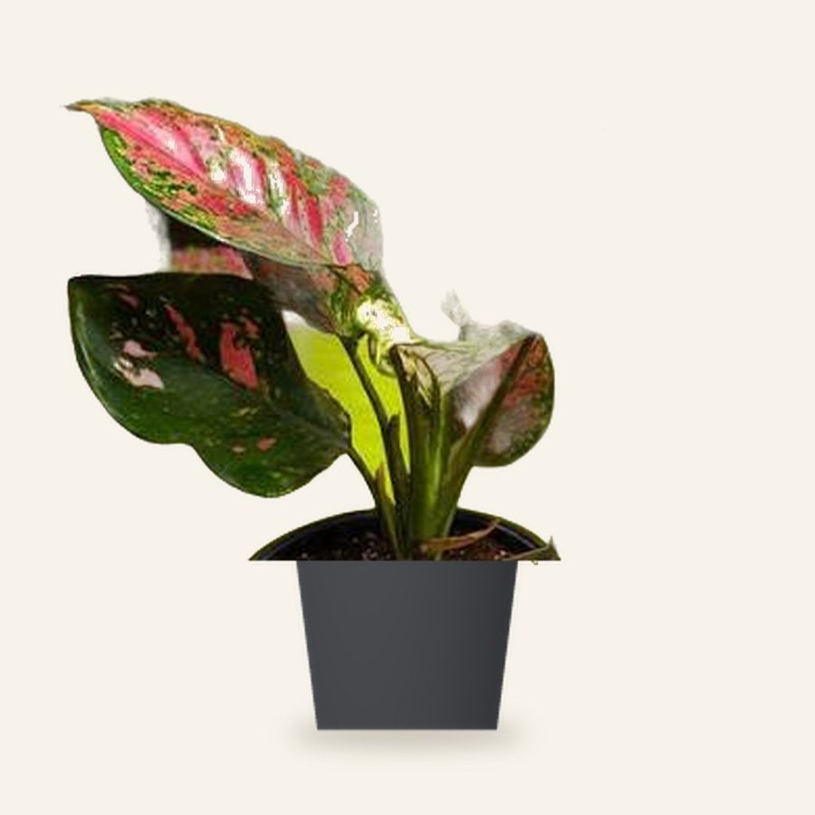 Aglaonema Red Plant – Small