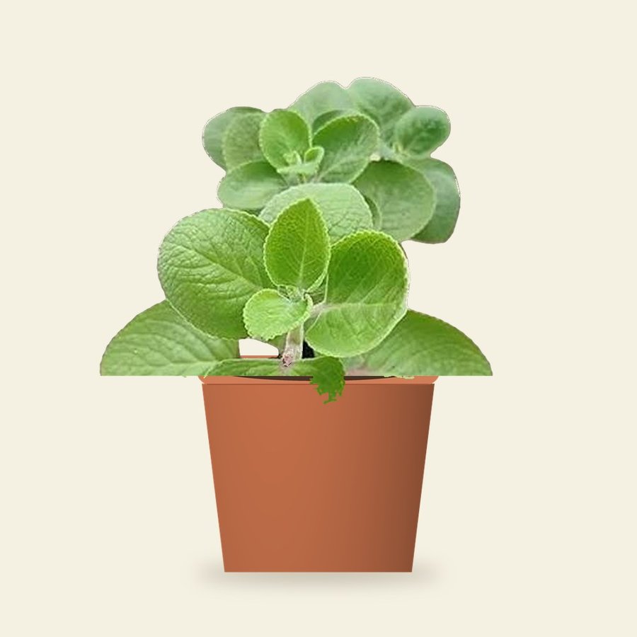 Ajwain Patta Plant