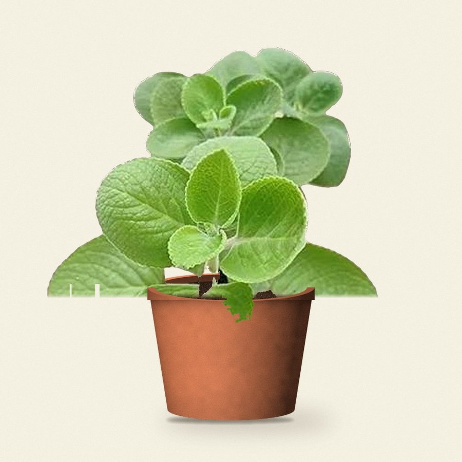 Ajwain Patta Plant