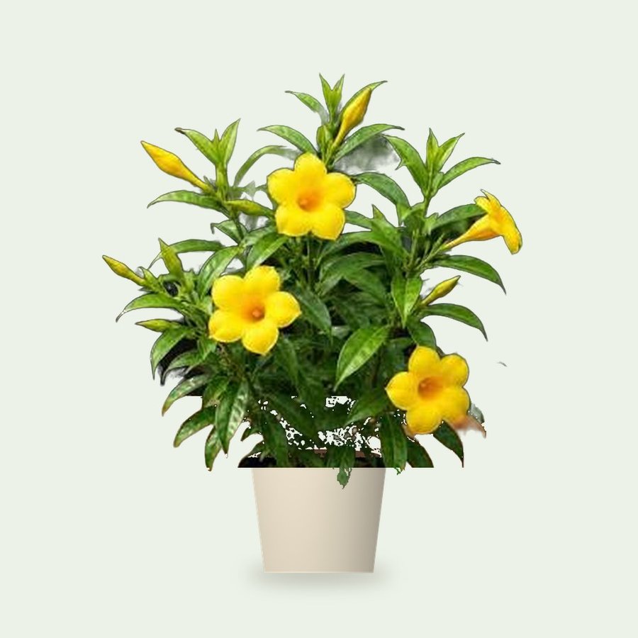Allamanda Plant (Yellow)