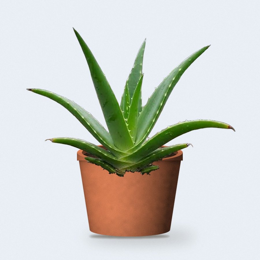 Aloe Vera Plant