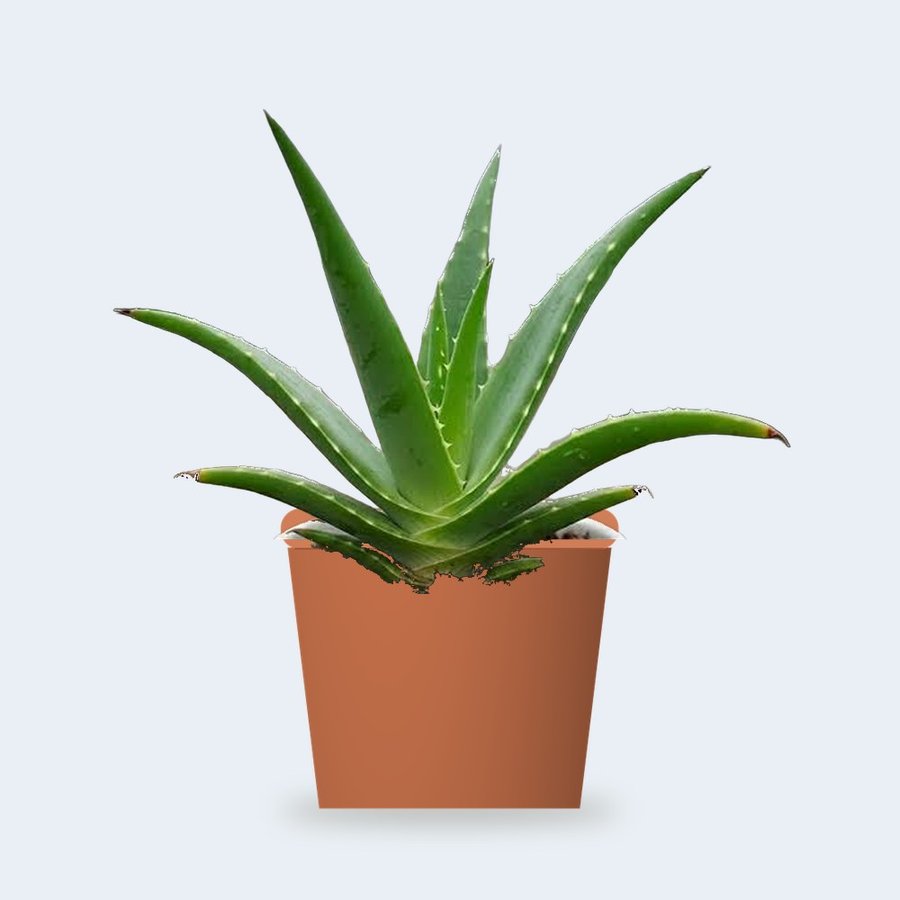 Aloe Vera Plant