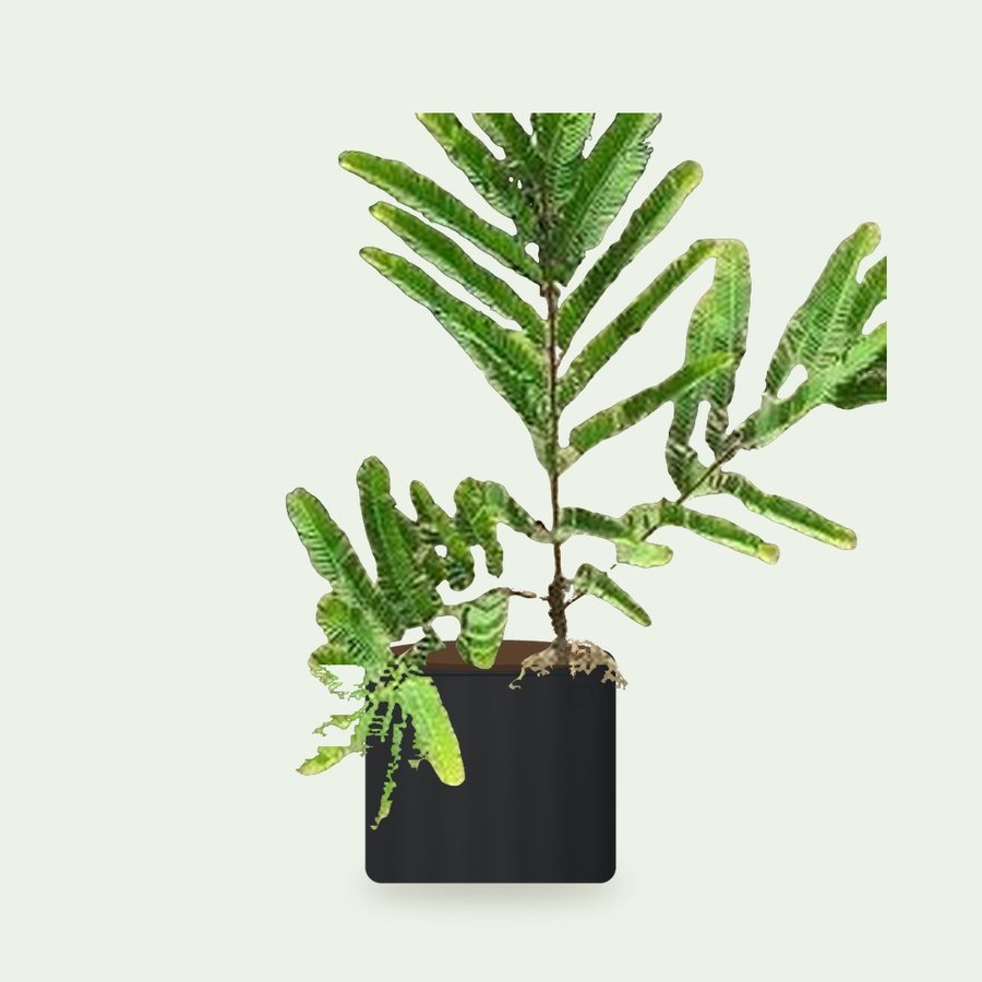 Amla Plant (Grafted)