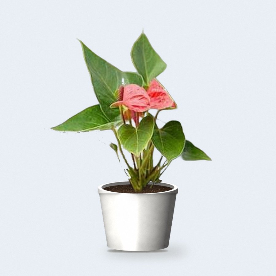 Anthurium Red Plant