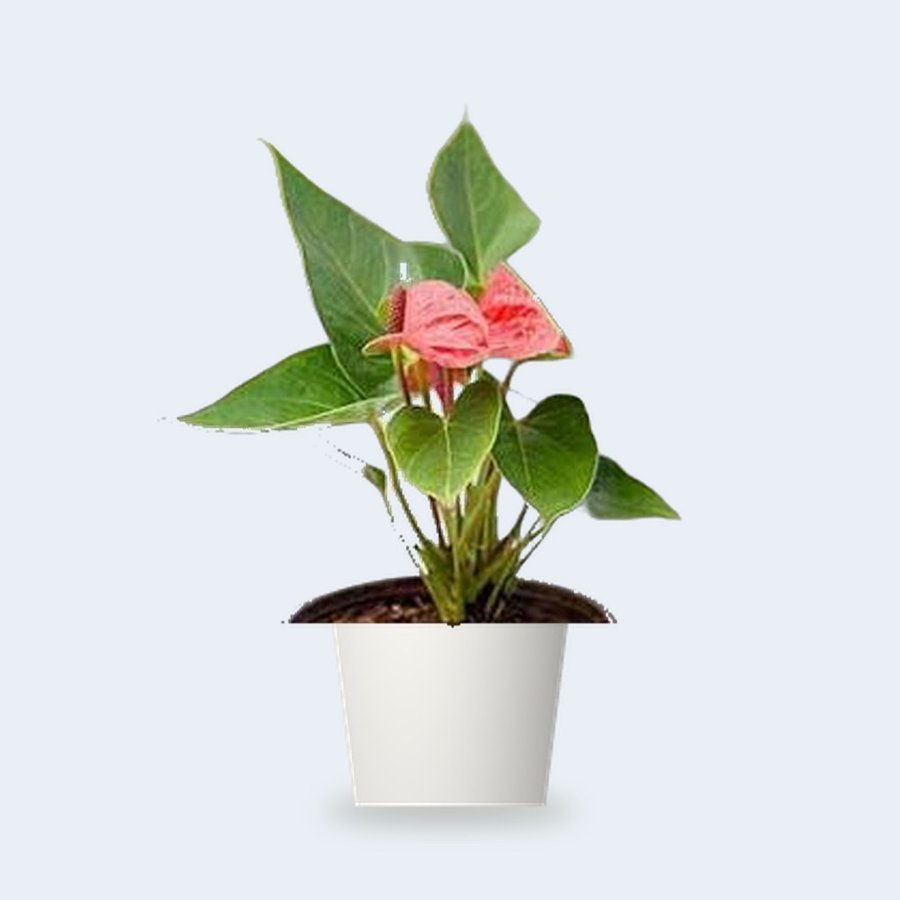 Anthurium Red Plant – Small