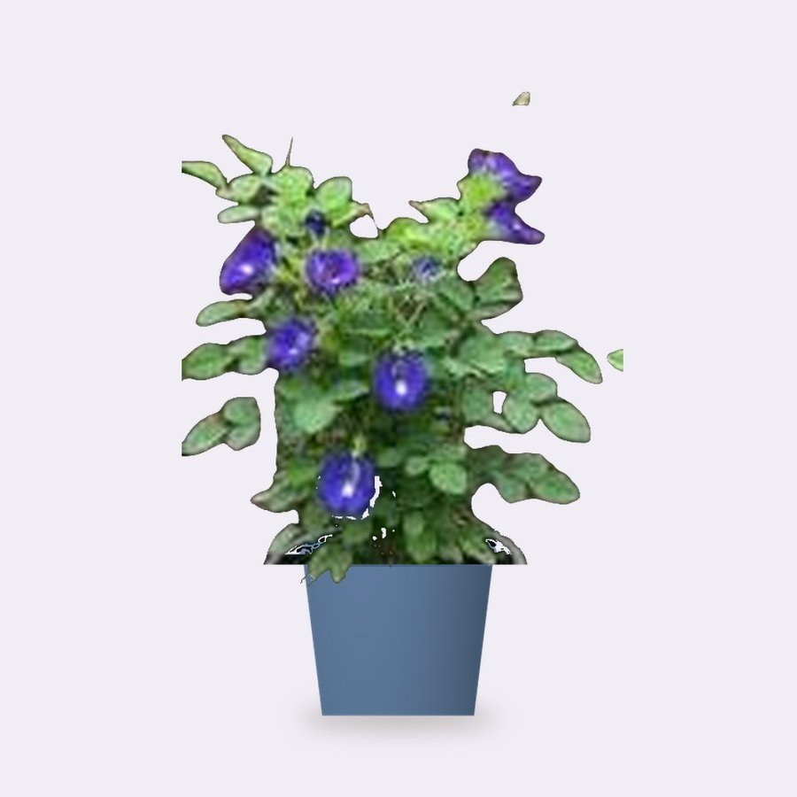 Aprajita Plant (Butterfly Pea)