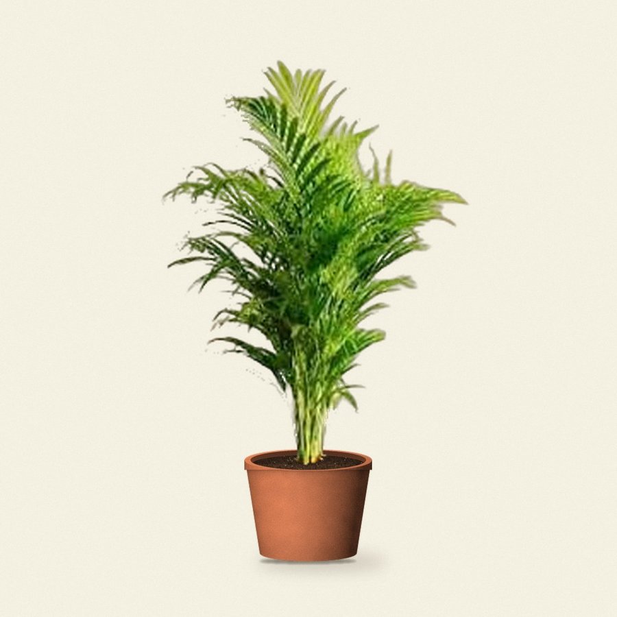 Areca Palm Plant XL