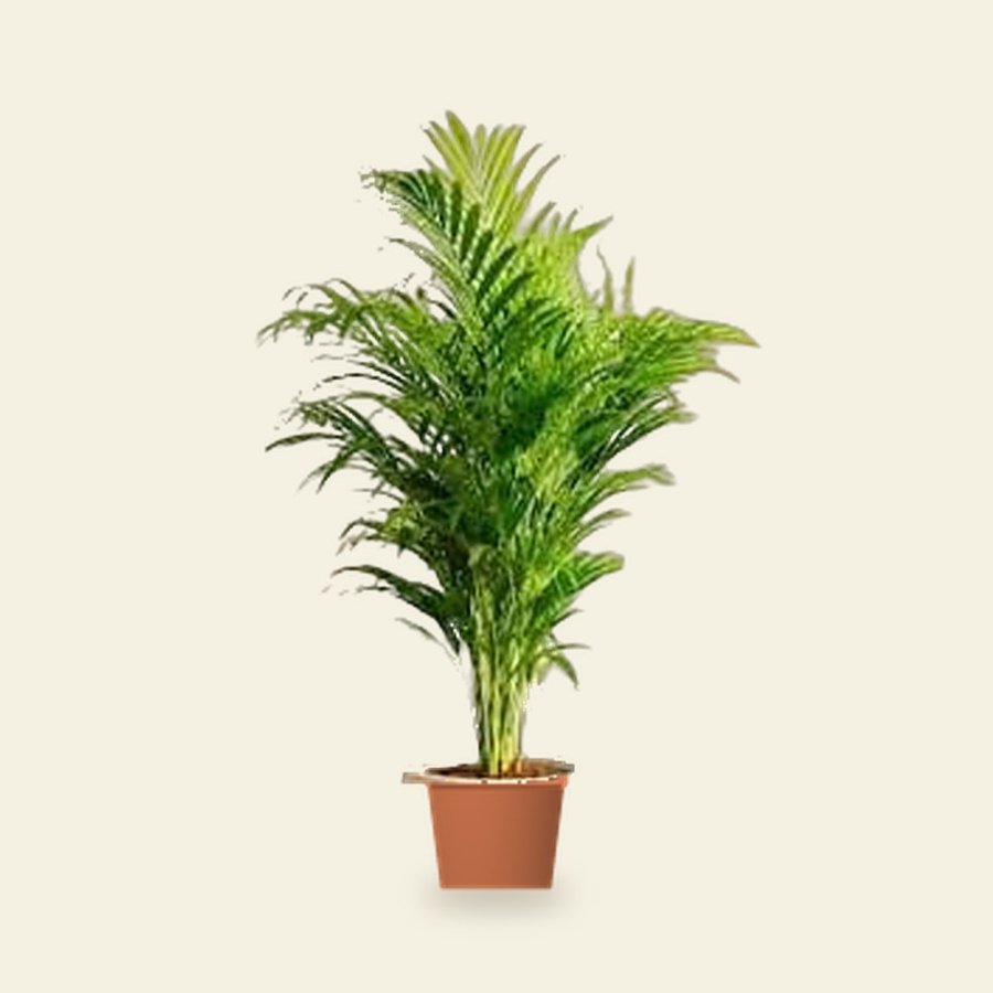 Areca Palm Plant XL