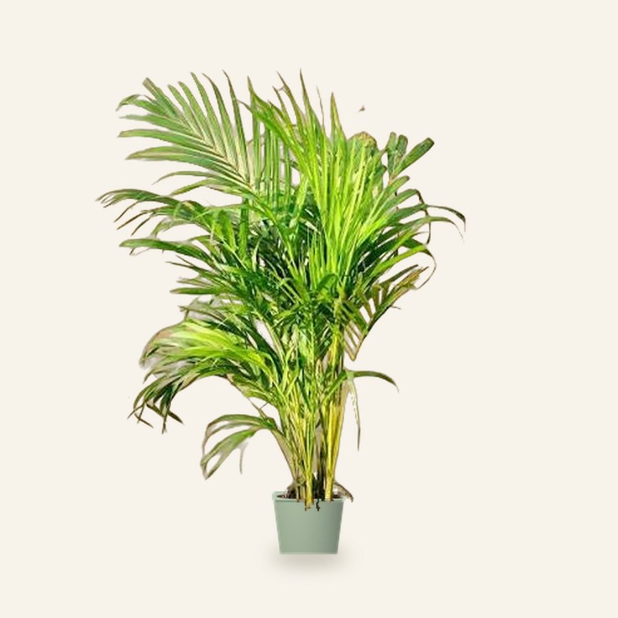 Areca Palm Plant