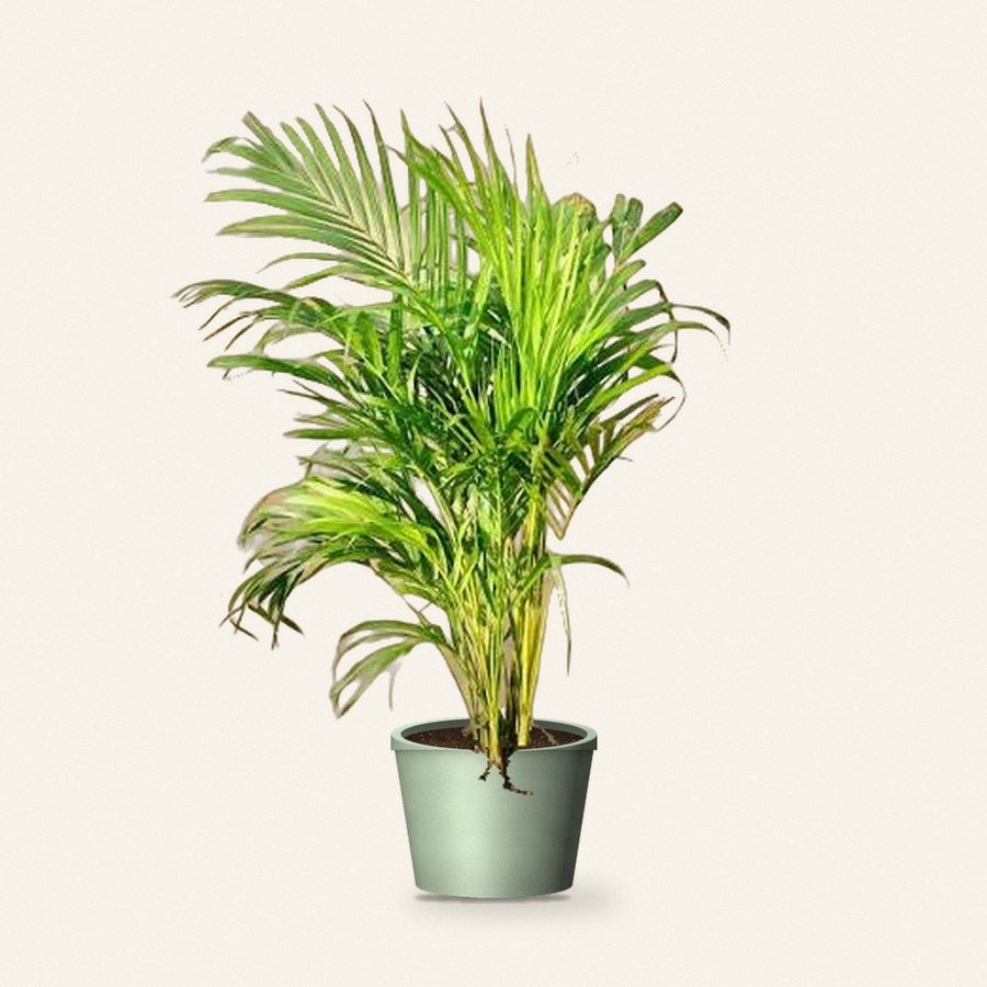 Areca Palm Plant