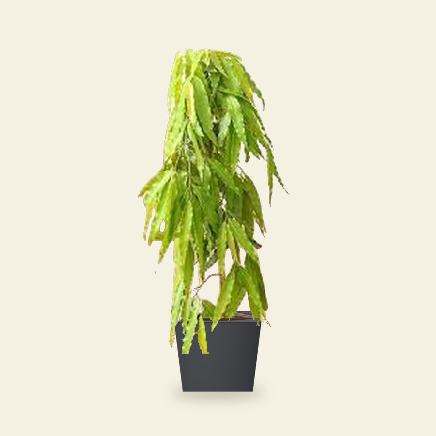 Ashok Plant – Small
