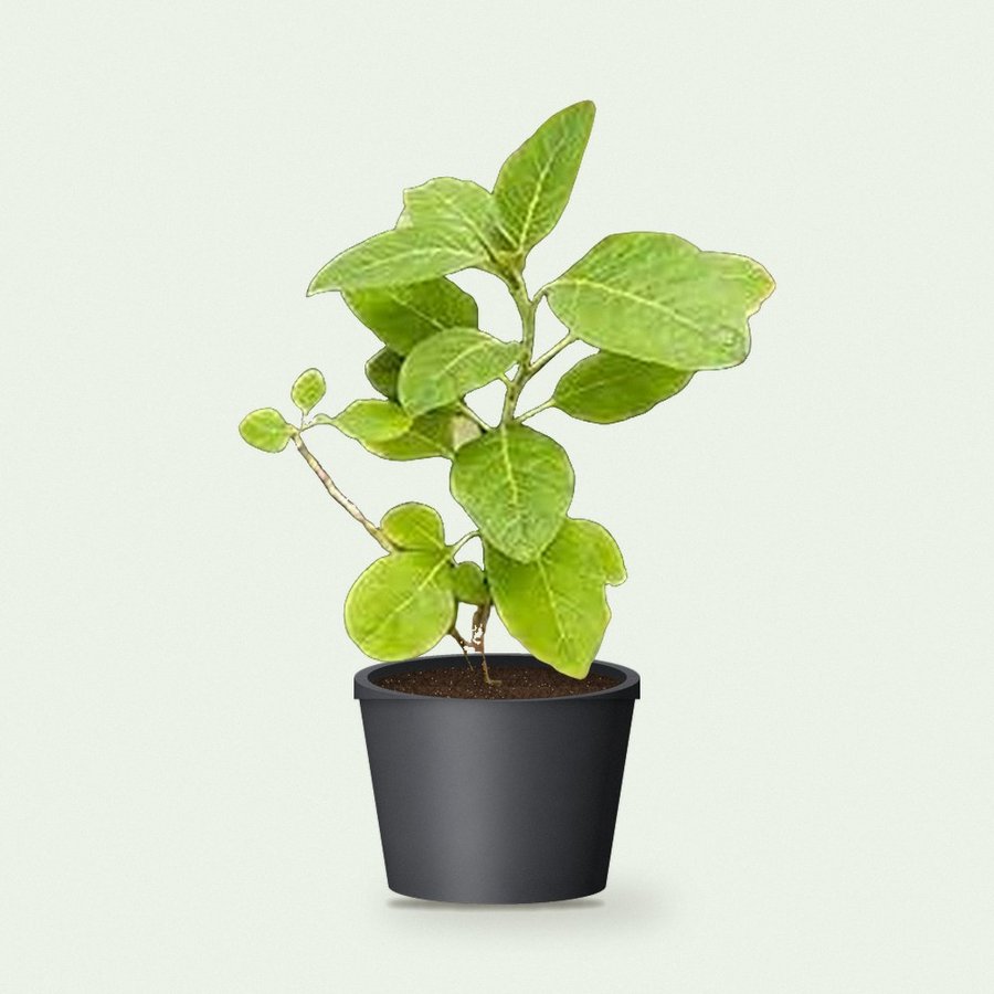 Ashwagandha Plant
