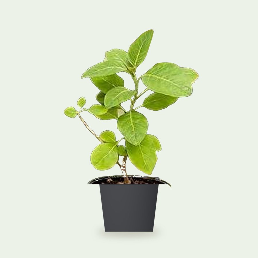 Ashwagandha Plant