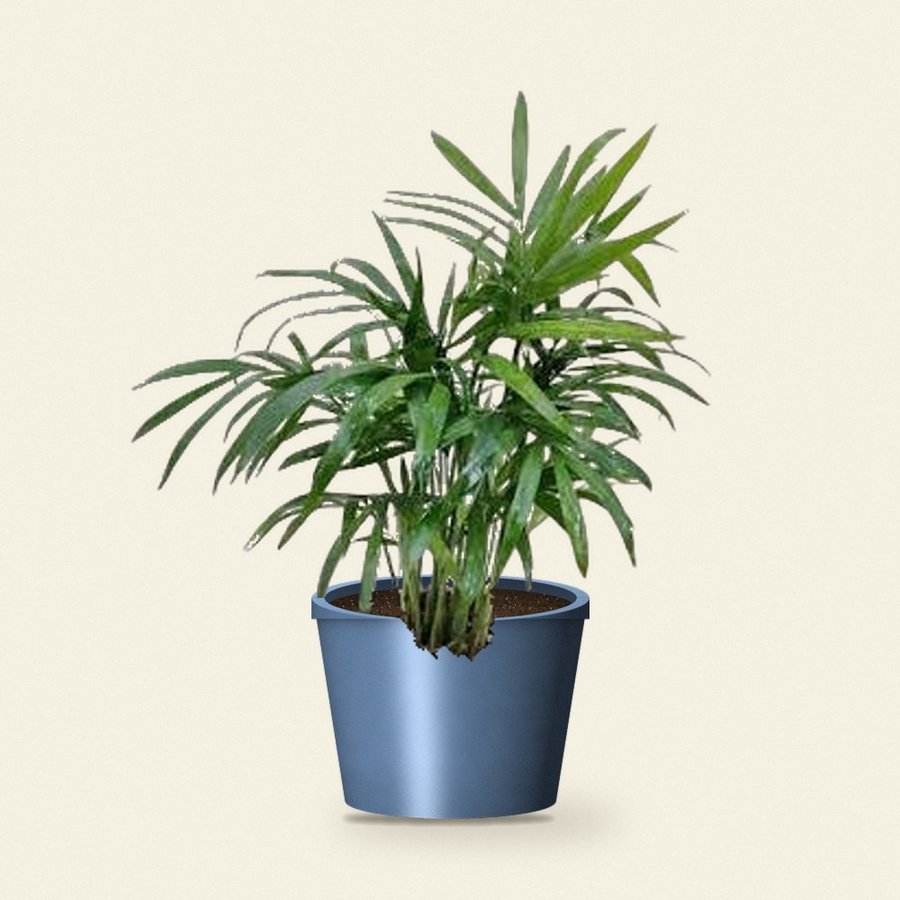 Bamboo Palm Plant