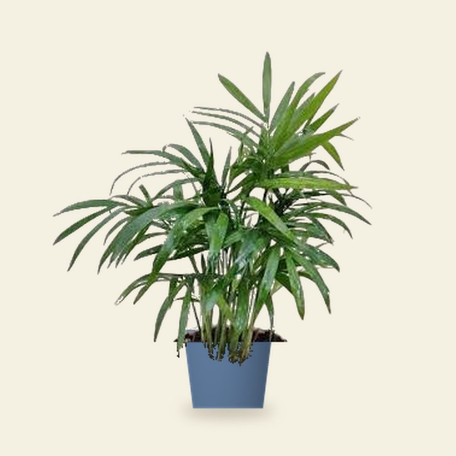 Bamboo Palm Plant – Small