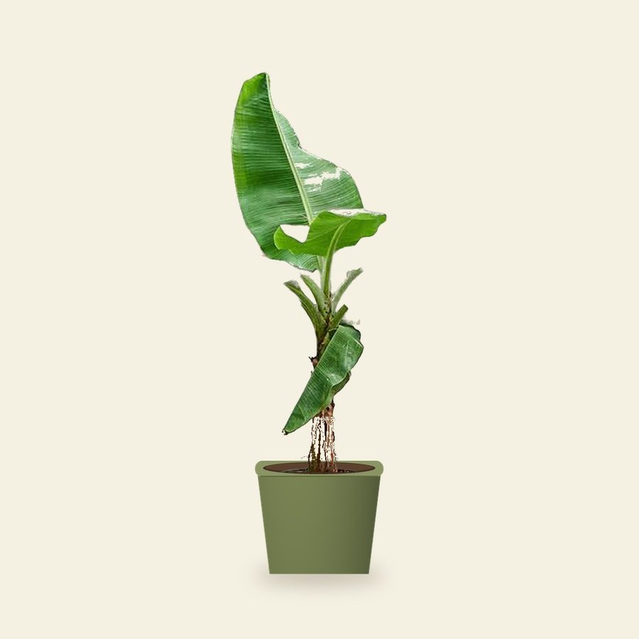 Banana Plant – Small