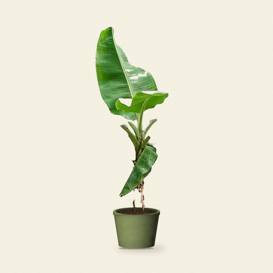 Banana Plant