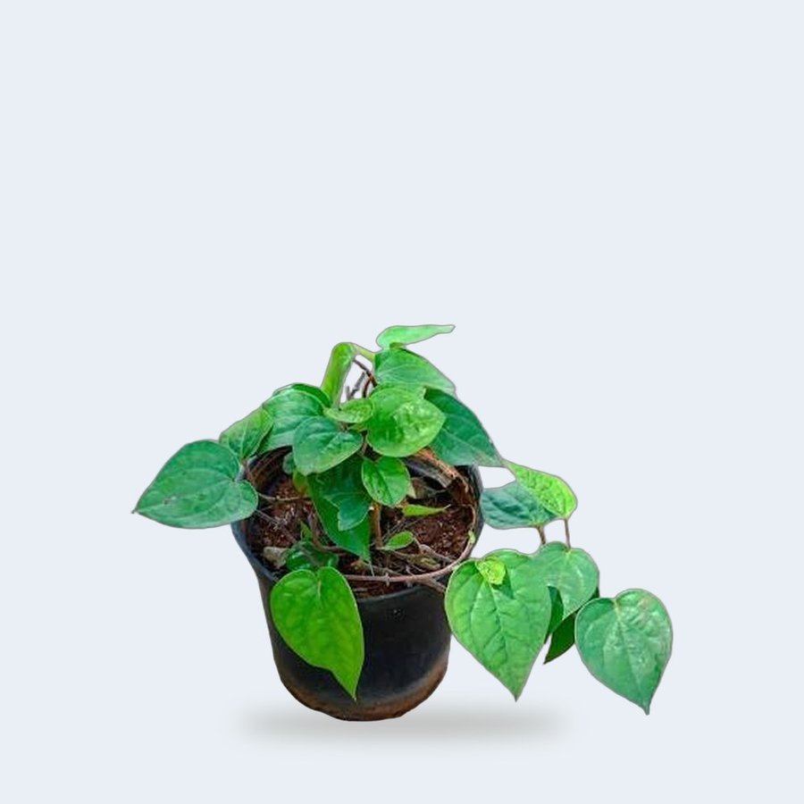 Betel Leaf (Paan) Plant