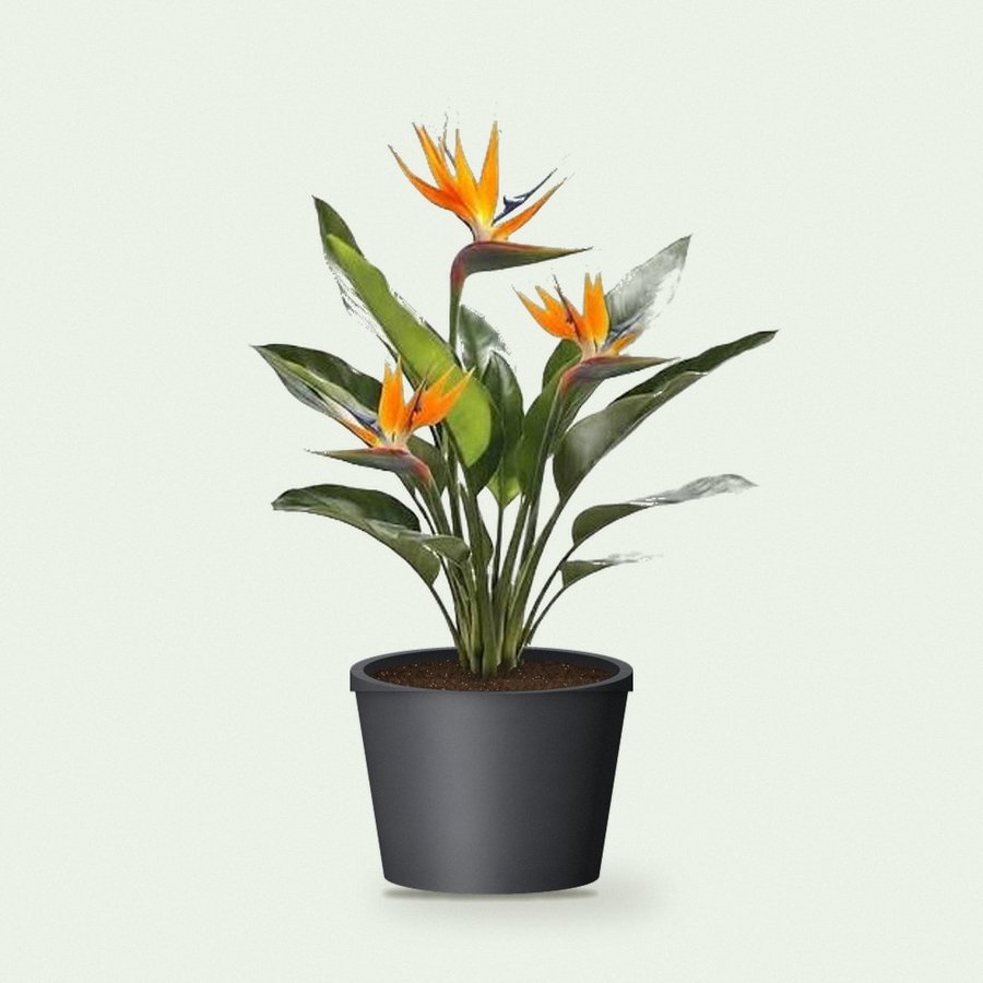 Bird of Paradise Plant XL