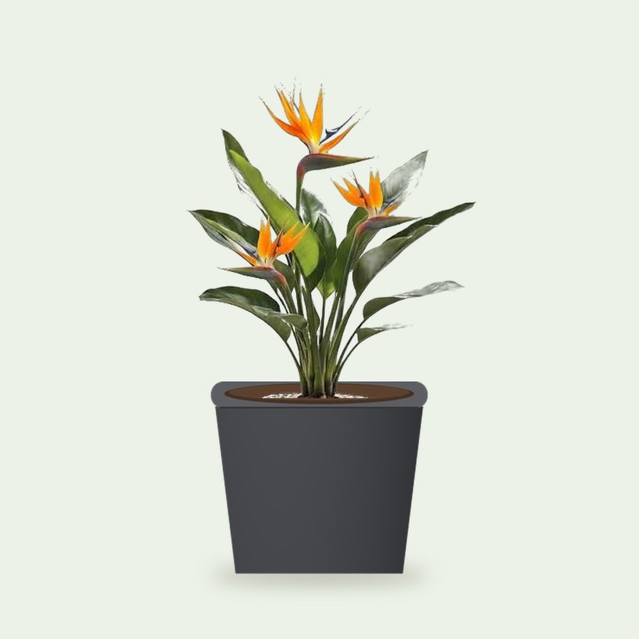 Bird of Paradise Plant XL – Small