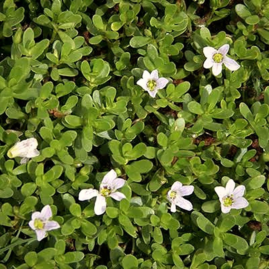 Brahmi Plant