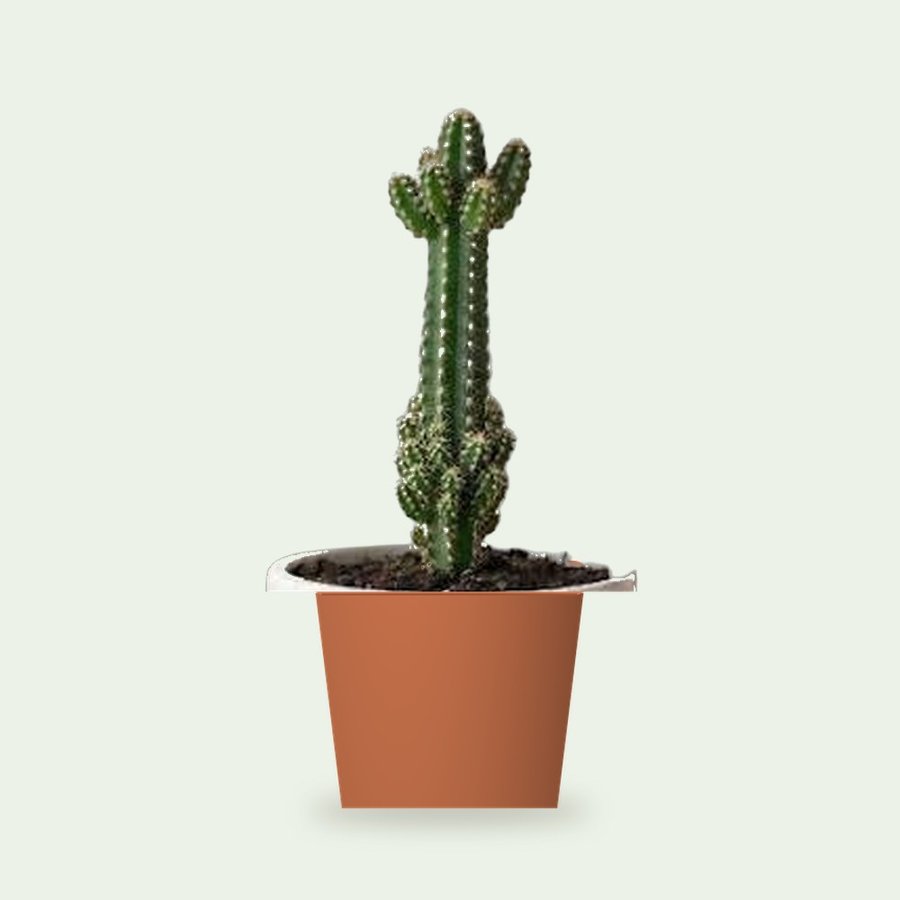 Cactus Plant – Elongated
