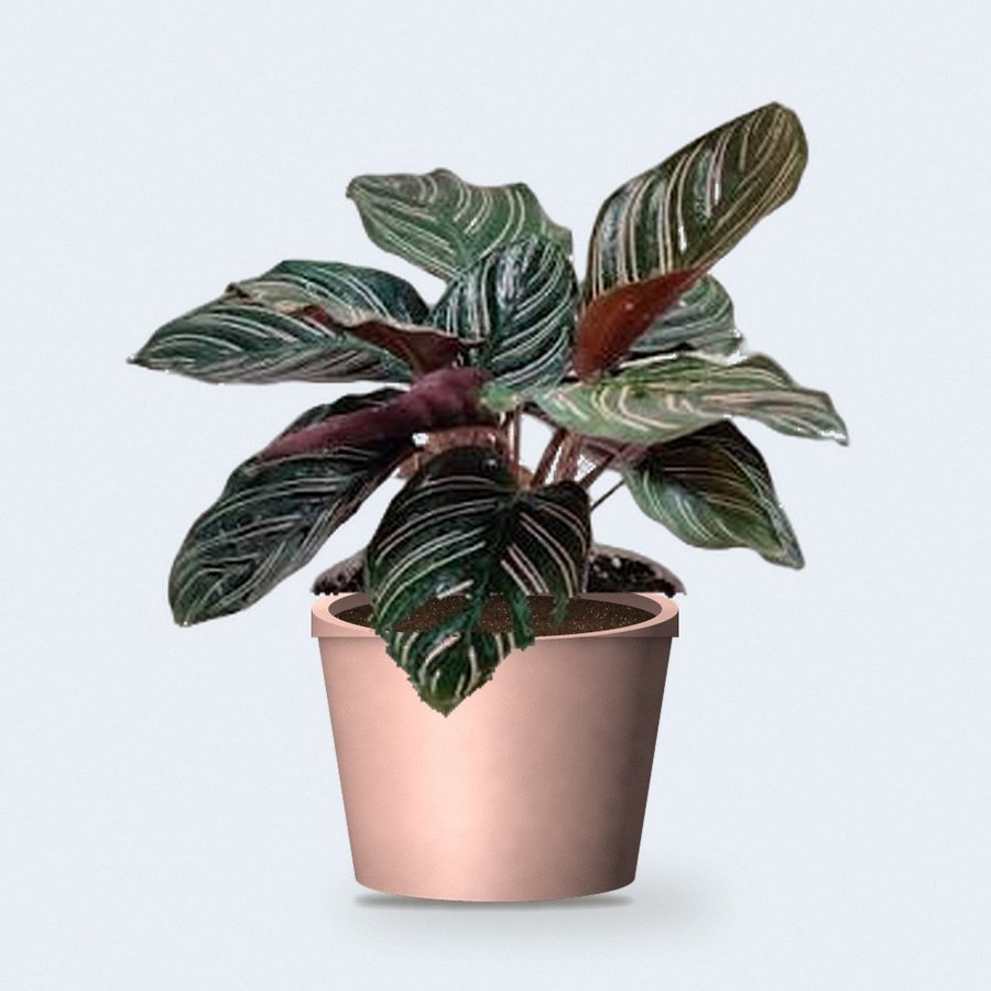 Calathea Sanderiana