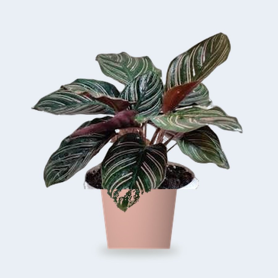Calathea Sanderiana – Small