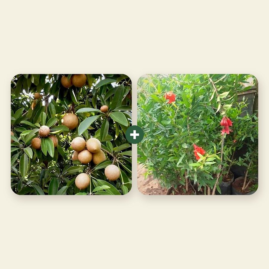 Chiku and Pomegranate Combo