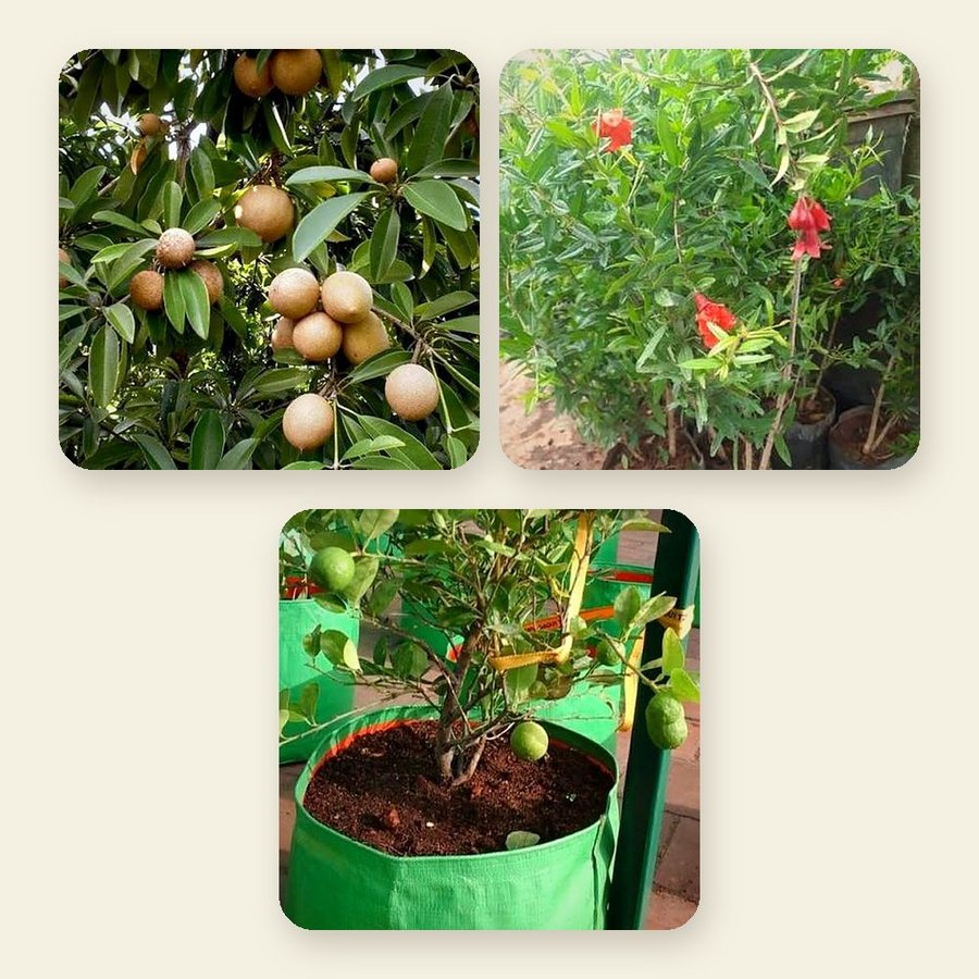 Chiku, Pomegranate, Lemon – Combo of 3