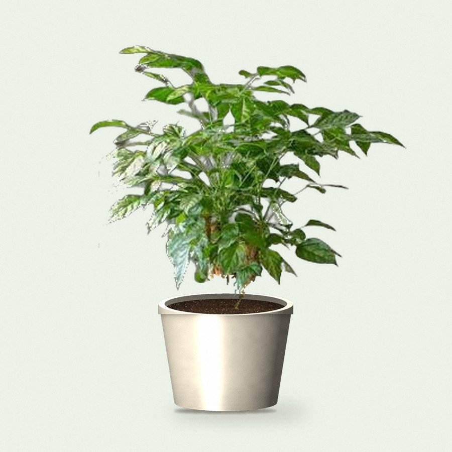 China Doll Plant XL