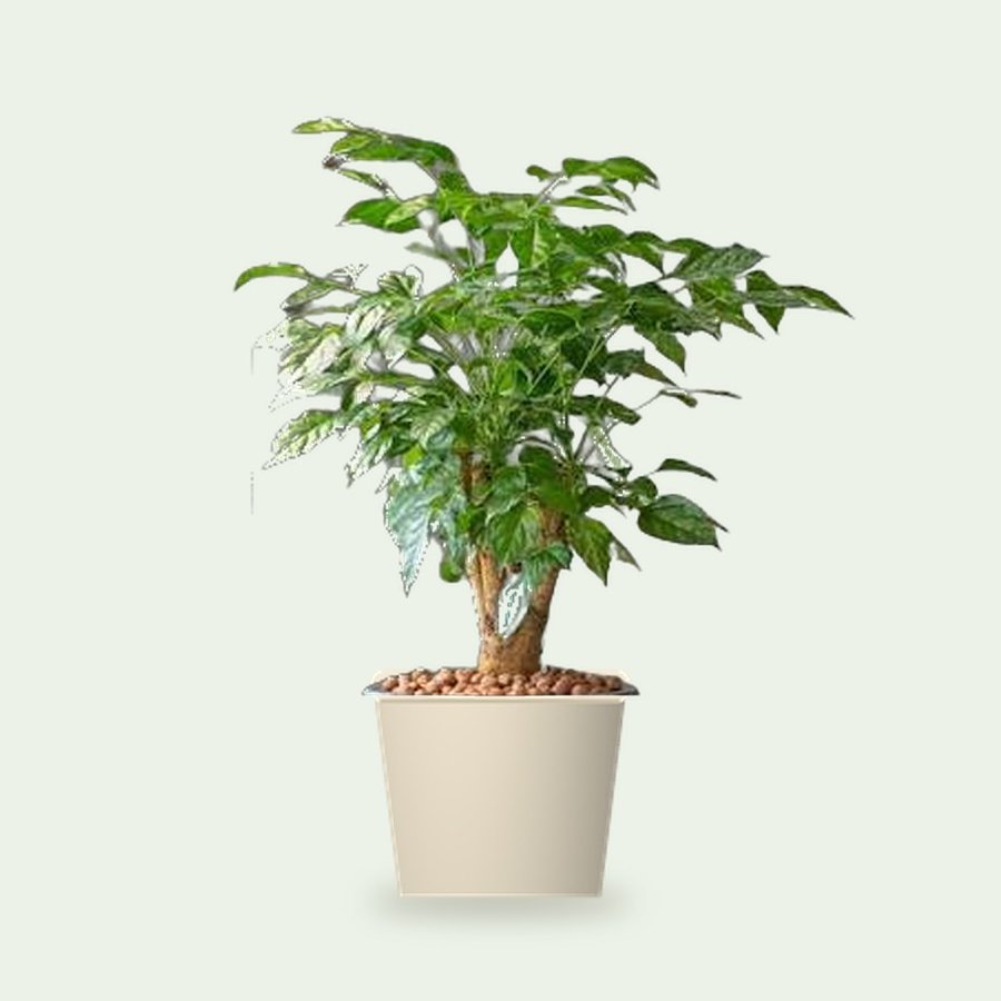 China Doll Plant XL – Small