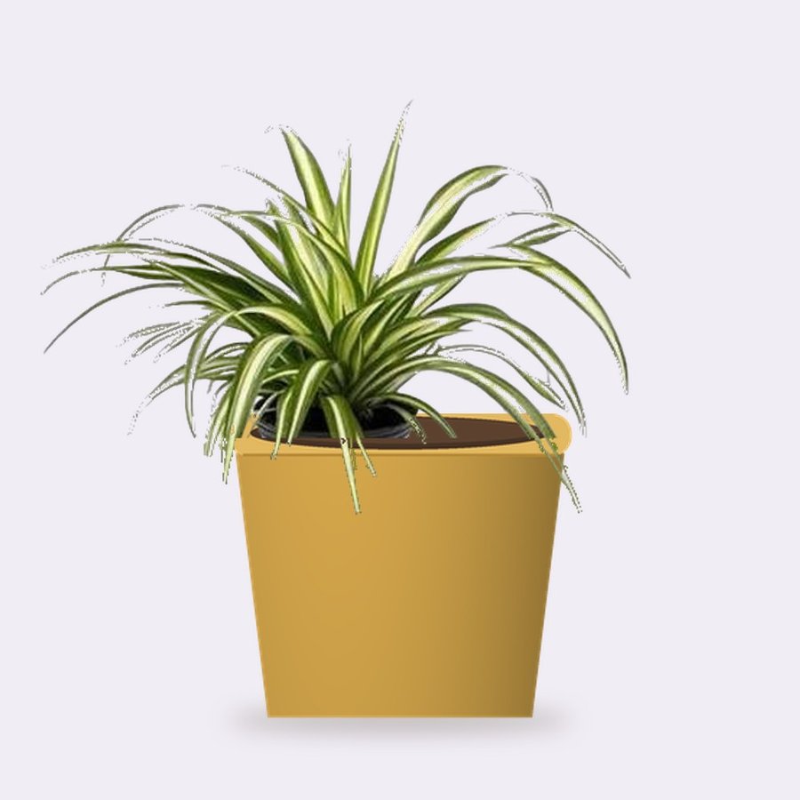 Chlorophytum Spider Plant – Small