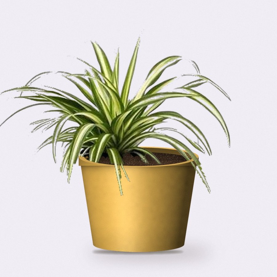 Chlorophytum Spider Plant