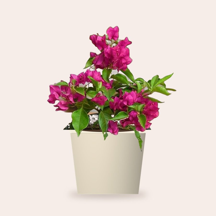 Desi Bougainvillea – Small