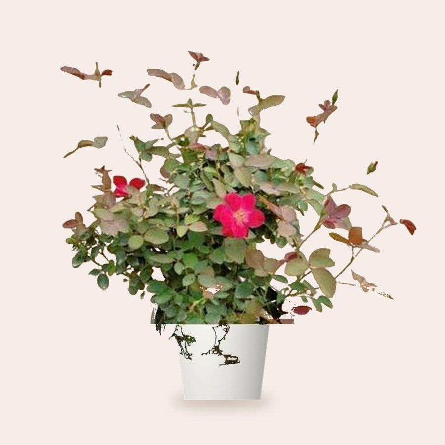 Desi Rose Plant