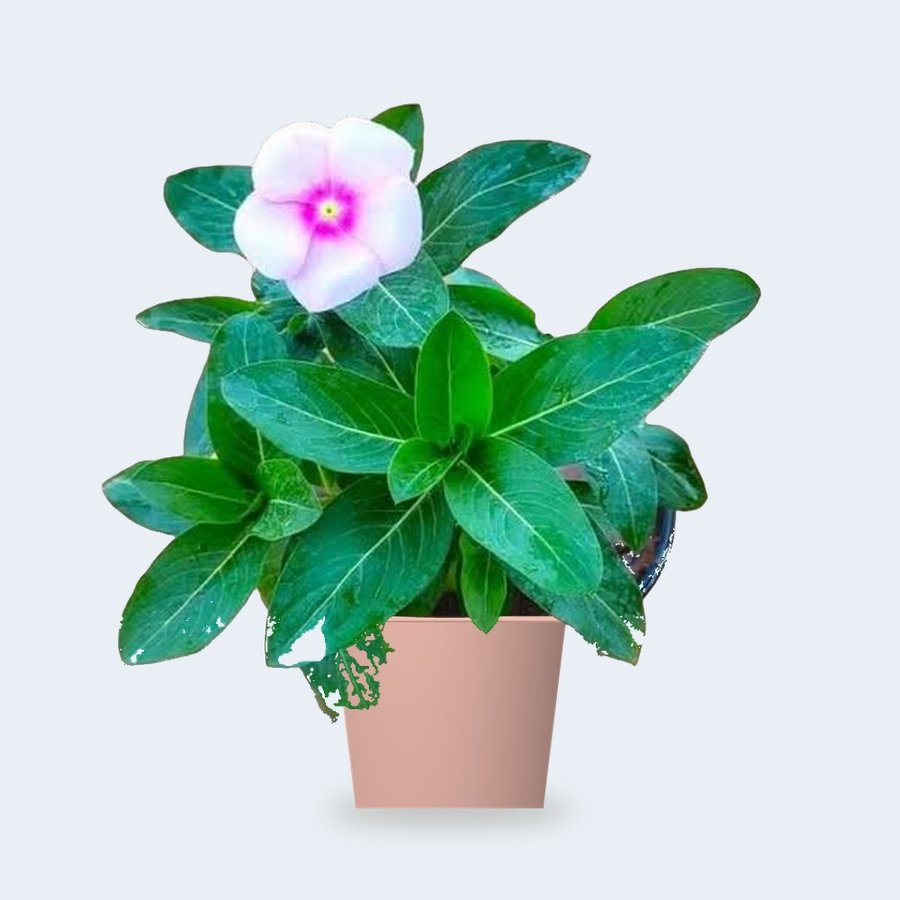 Desi Sadabahar (Vinca) – Small