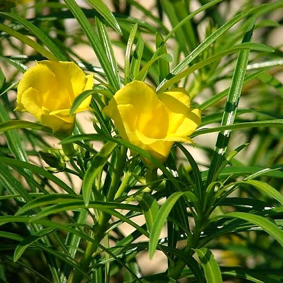 Desi Yellow Kaner