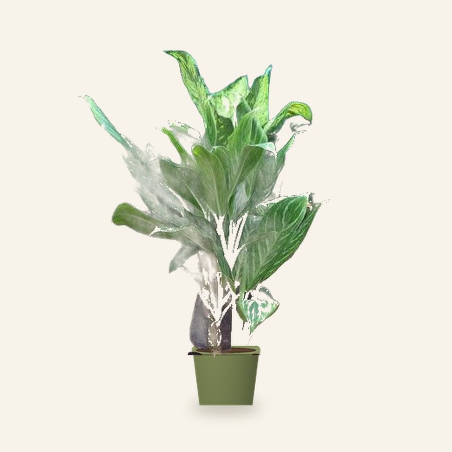 Dieffenbachia Tropic Snow Plant XL – Small