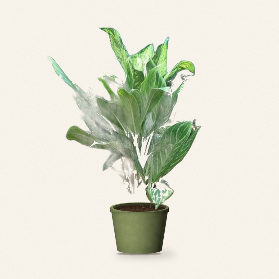 Dieffenbachia Tropic Snow Plant XL