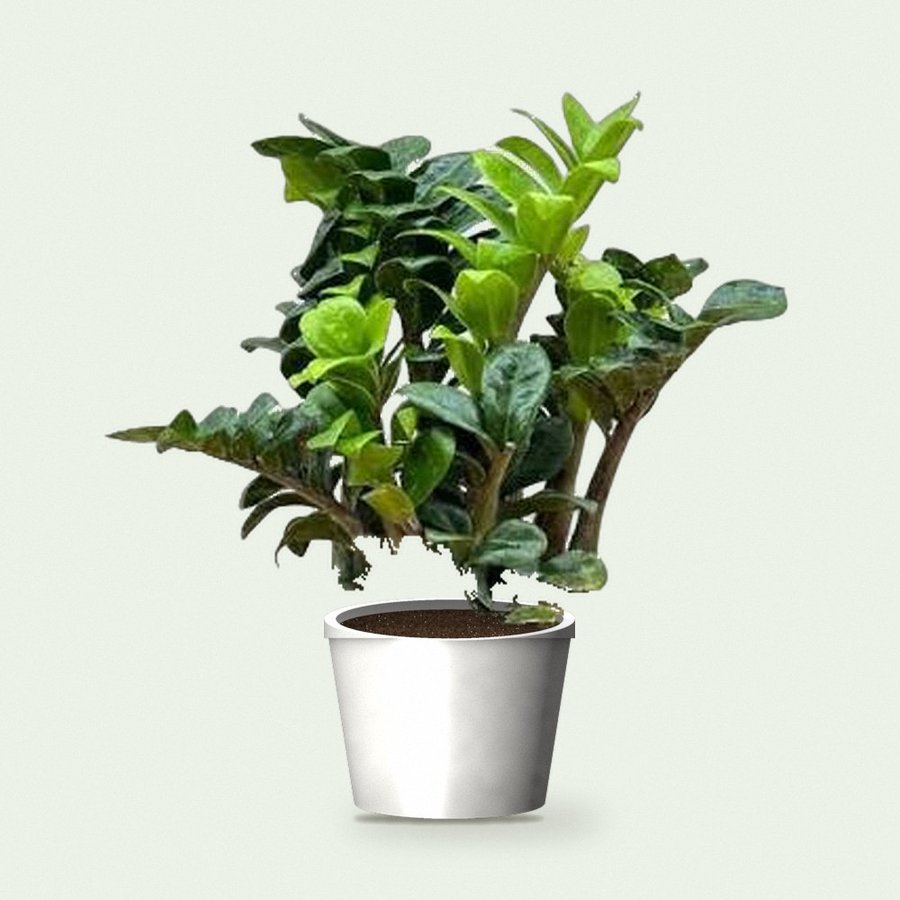 Dwarf ZZ Plant