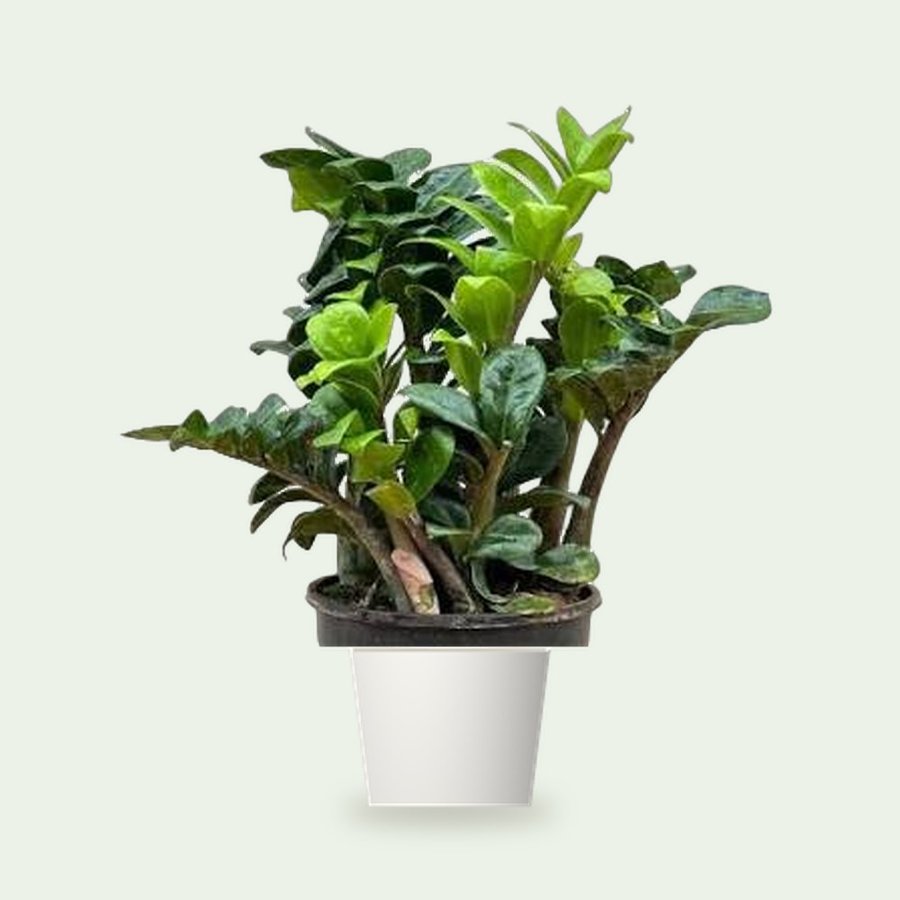 Dwarf ZZ Plant – Small