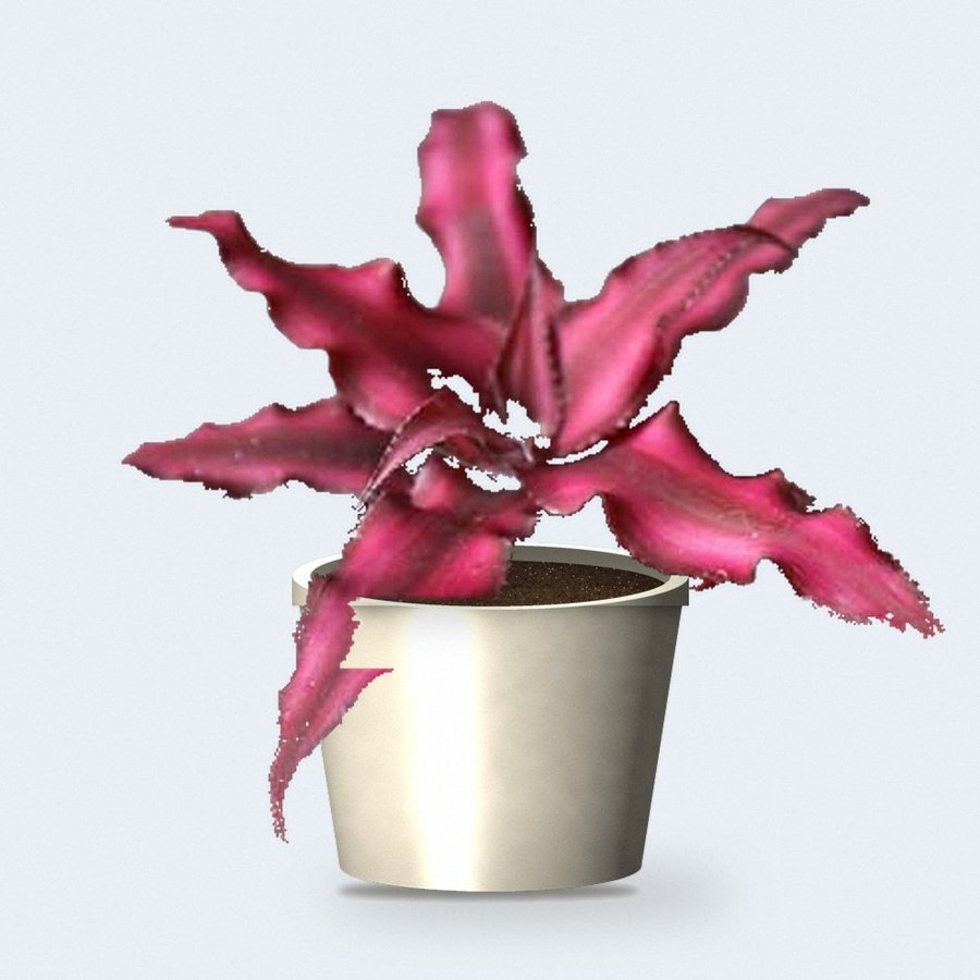 Earth Star Plant Pink